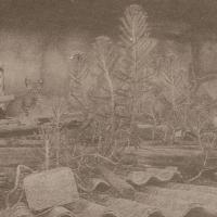 陳又伃 棕版-不死鳥 棕版製版藥水、德國水彩紙 10.5x15 cm 2019
