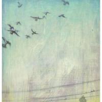 許旆誠 浮光 油彩 壓克力 畫布 60.5x45.5 cm 2016 