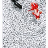 黃模春   魚缸 