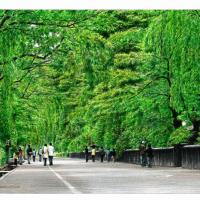 黃模春   綠瀑 