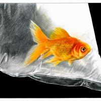 黃模春 袋裝金魚歲月 