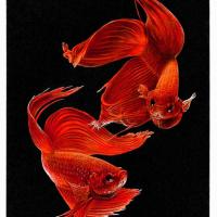 黃模春 鬪魚 
