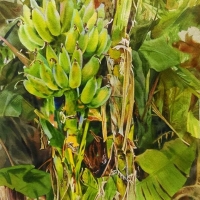 黃文祥  叔叔家的香蕉樹 水彩 紙本 38x56 cm 2016